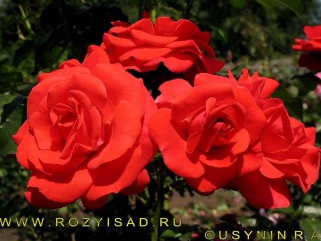 Фото - Саженцы роз