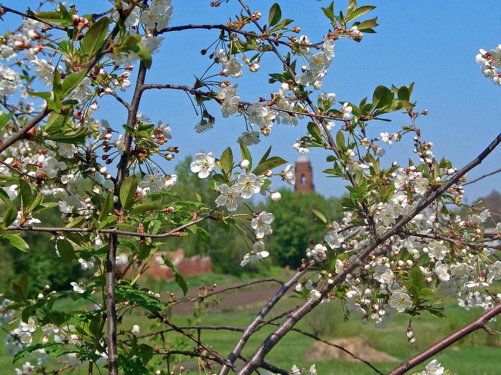Село Корневое, вид на церковь