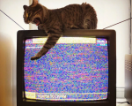 Что делать со сломанным телевизором