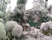 Первый снег.http://blagomin.ru/